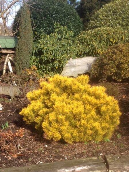 Pinus mugo 'Carsten's Wintergold' / Zwerg-Kiefer