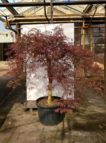 Fächer-Ahorn Acer palmatum 'Tamukeyama' auf Stamm, 80 cm Stamm, C110, im schwarzen Pflanztopf mit rotem Laub.