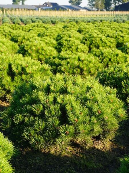 Japanische Rotkiefer 'Low Glow' / Pinus densiflora 'Low Glow'