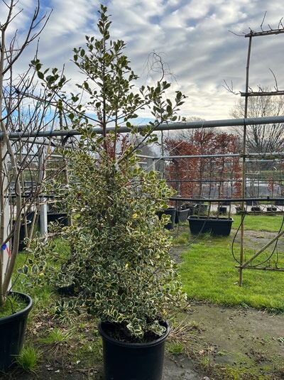 Europäische Stechpalme 'Argentea Marginata' (Ilex aquifolium) 200-250 cm im Container, aufrechter Strauch mit panaschierten Blättern.