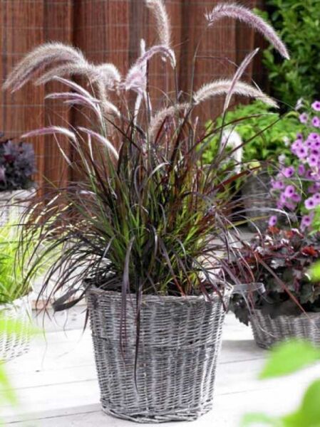 Lampenputzergras / Pennisetum setaceum 'Summer Samba'