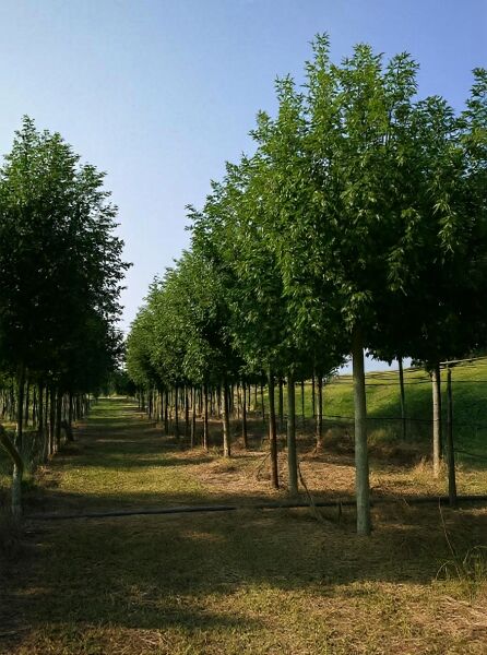 Fraxinus excelsior (Gemeine Esche) Hochstamm 25-30 StU m. Db., Baumreihe mit geradem Stamm und dichter grüner Krone.