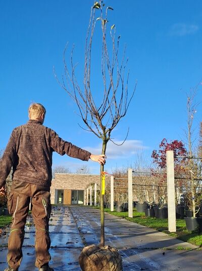 Apfel 'Gelber Köstlicher' (Malus domestica 'Golden Delicious') Halbstamm 14-16 StU mit Drahtballen, unbelaubt, mit Wurzelballen.