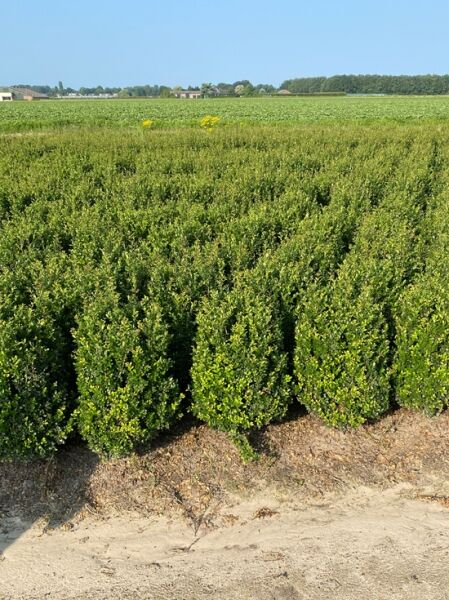 Japanische Stechpalme Ilex crenata 'Caroline Upright', Heckenpflanzen im Feldanbau, 80–100 cm mit Ballen (m. B.)