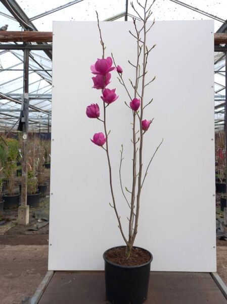 Magnolia ‘Cleopatra’ ® / Magnolie ‘Cleopatra’, 150–175 cm im C20-Container, mehrstämmig mit rosa Blütenknospen und Blüten an Zweigen