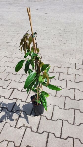 Immergrüne Waldrebe Clematis armandii 'Snowdrift', 80–100 cm im C2-Topf, Rankpflanze am Stab mit grünem Laub.