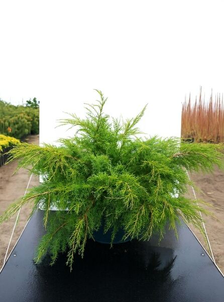 Juniperus pfitzeriana 'Pfitzeriana Aurea' / Gelber Pfitzer-Wacholder 60-70 cm (breit) C25, buschig wachsender Wacholder im Topf