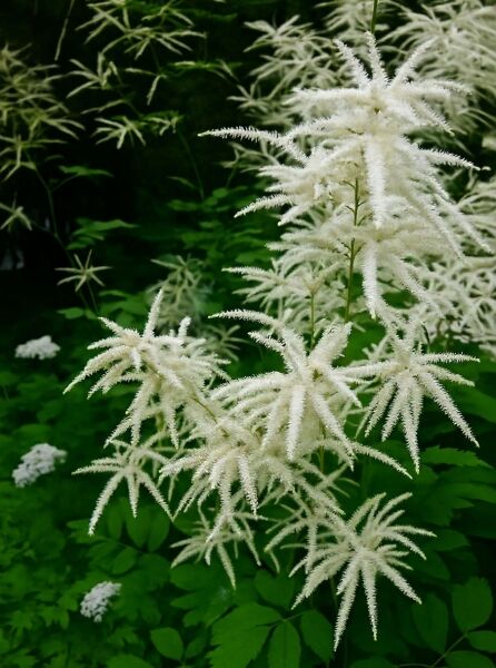 Aruncus dioicus (Hoher Wald-Geißbart) mit weißen, rispigen Blütenständen und grünem, gefiedertem Laub.