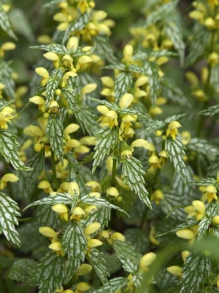 Garten-Goldnessel 'Herman's Pride' / Lamiastrum galeobdolon 'Herman's Pride'