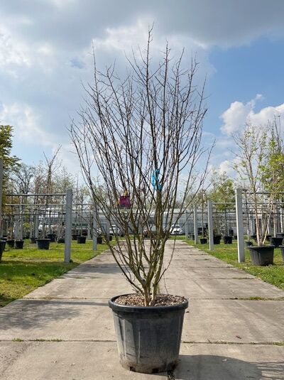 Kreppmyrte / Kräuselmyrte 'Purple Star' mehrstämmig / Lagerstroemia indica 'Purple Star' (876197)