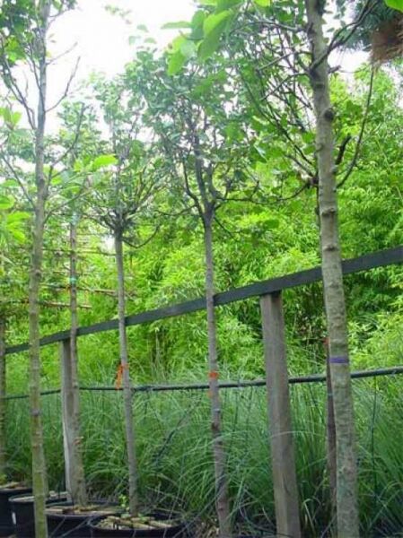 Echte Quitte / Echte Quitte