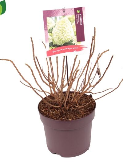 Rispen-Hortensie 'Little Spooky' / Hydrangea paniculata 'Little Spooky'