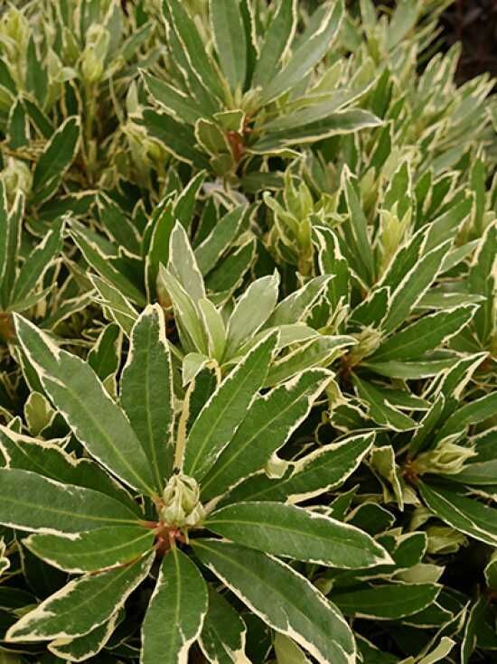 rhododendron hanceanum princess anne Princess Anne