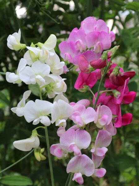 Staudenwicke 'Mischung' / Lathyrus latifolius 'Mischung'