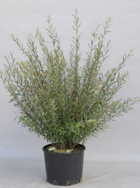 Salix purpurea 'Nana' Kugel-Weide (Zwerg-Purpur-Weide) im Topf, 100–125 cm, Container C20, buschiger Strauch mit schmalen Blättern