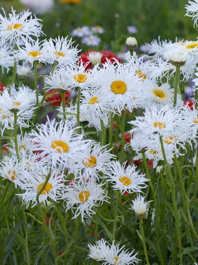 Leucanthemum x superbum „Old Court“ / Großblumige Garten-Margerite „Old Court“ mit weißen, gefransten Blüten und gelber Mitte