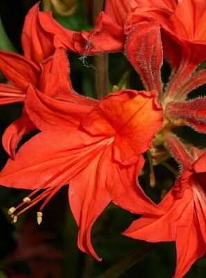Laubabwerfende Azalee 'Satan' - Azalea luteum 'Satan' (Knap-Hill)