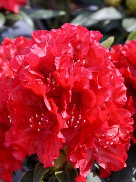 Rhododendron Hybride 'Erato ®' / Rhododendron 'Erato'