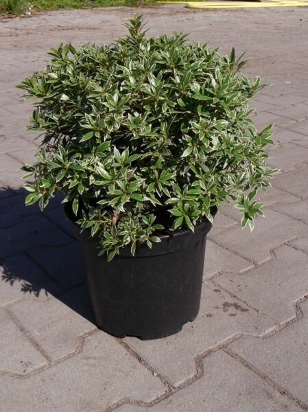 Pieris japonica 'Little Health' / Japanische Lavendelheide, variegates Laub im Topf, 30–40 cm, C5