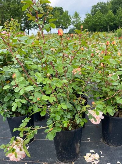 Rosa 'Schöne vom See'® / Beetrose 'Schöne vom See'® C5, Topfpflanze mit grünen Blättern, Knospen und rosafarbenen Blüten