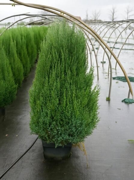 Juniperus chinensis 'Stricta' (Chinesischer Wacholder), kegeliger Kegel-Wacholder im Container, 125–150 cm, C35.