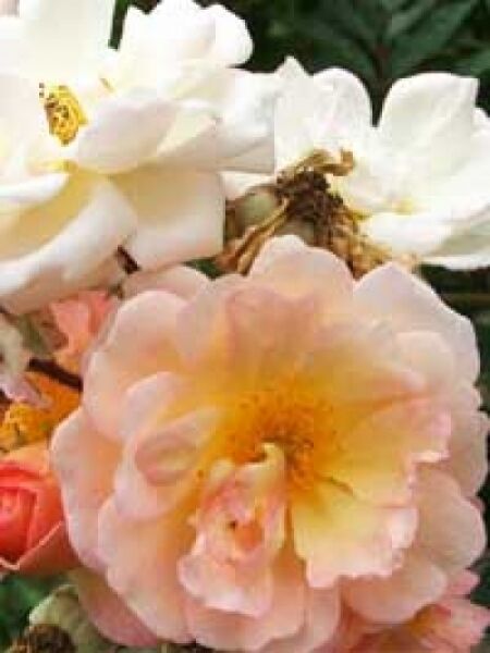 Stammrose 'Ghislaine de Féligonde' / Rosa 'Ghislaine de Féligonde'