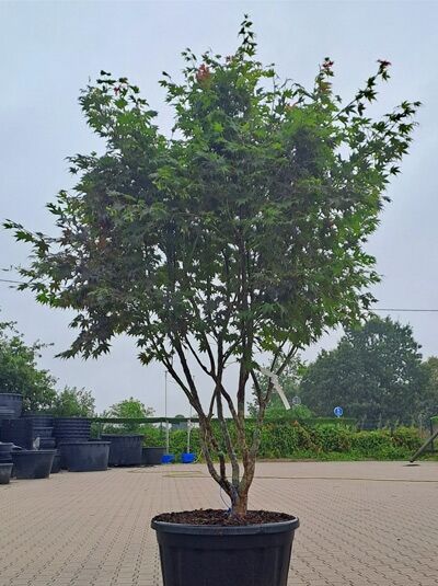 Japanischer Fächer-Ahorn 'Shojo-nomura' 250-300 cm Schirmform - Acer palmatum 'Shojo-nomura' (1577165)