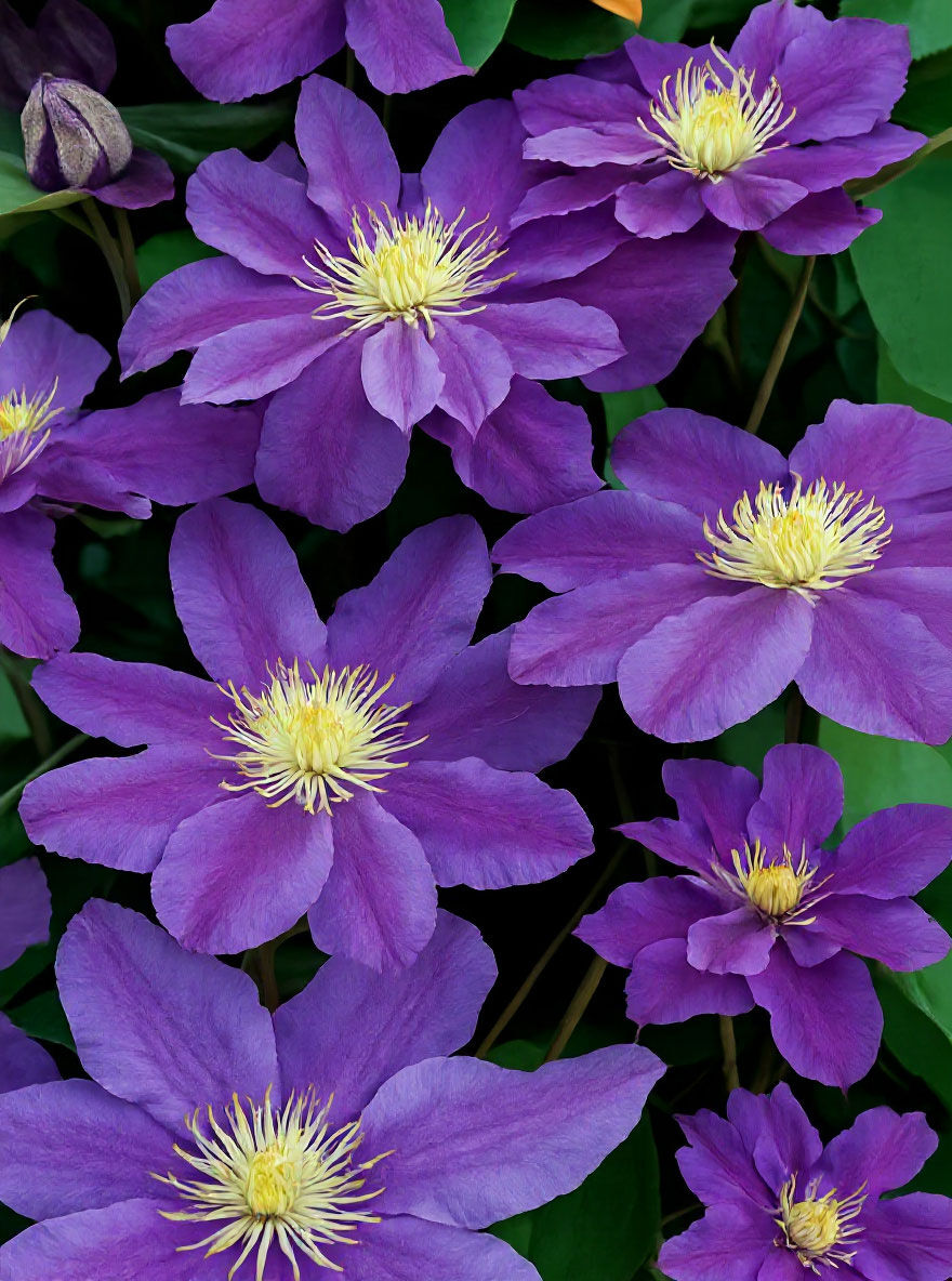 Waldrebe 'Ragamuffin' - Clematis 'Ragamuffin' - Baumschule NewGarden
