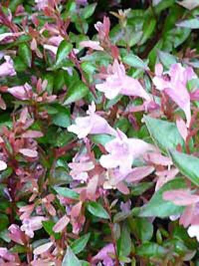 Abelia grandiflora 'Edward Goucher' / Großblumige Abelie 'Edward Goucher'
