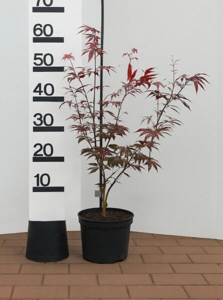 Roter Fächer-Ahorn (Acer palmatum 'Atropurpureum') im Topf C3, 40–60 cm, mit rotlaubigen, gefingerten Blättern.