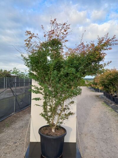 Fächer-Ahorn 'Katsura' (Acer palmatum 'Katsura') Japanischer Ahorn 200-250 cm C110 im Container mit verzweigter Krone