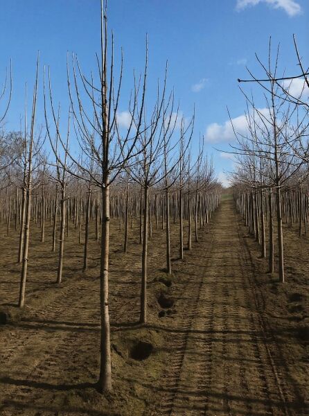 Apfelbaum Malus domestica 'Golden Delicious' (Apfel 'Gelber Köstlicher') Hochstamm 16-18 StU, Reihe laubloser Bäume in Baumschule