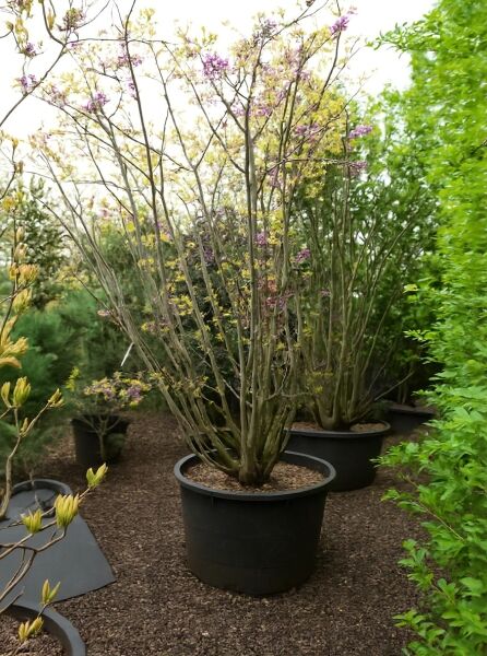 Gewöhnlicher Judasbaum (Cercis siliquastrum), 250–300 cm, C110, mehrstämmig im Container, mit rosa Blüten und frischem Austrieb.