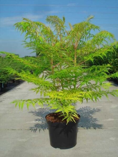 Rhus typhina 'Tiger Eyes®' / Gelbgrüner Essigbaum 'Tiger Eyes®' 100-125 cm C15 im Container mit gelbgrünem Laub