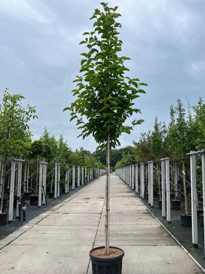 Magnolia kobus (Kobus-Magnolie) Hochstamm 14-16 StU im Container, schlanker Stamm mit aufrechter Krone und grünem Laub