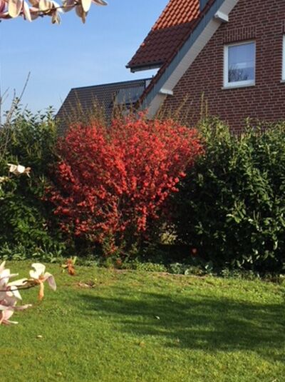 Zierquitte 'Stanford Red' / Chaenomeles superba 'Stanford Red'