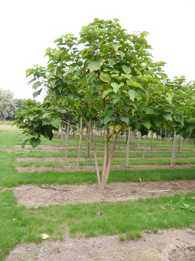Trompetenbaum 'Schirmform' / Catalpa bignonioides