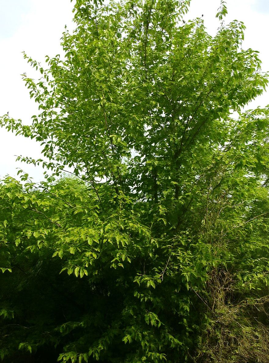 Kornelkirsche / Herlitze / Dirlitze - Cornus mas - Baumschule NewGarden