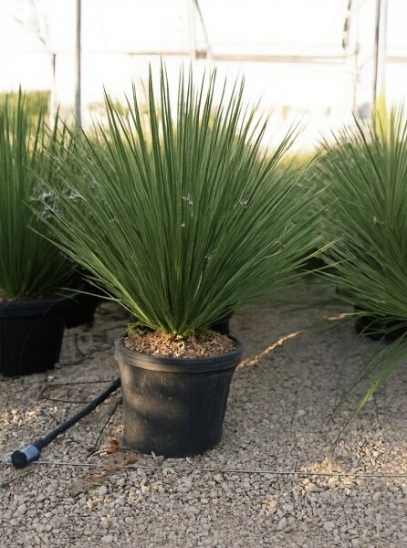 Dasylirion serratifolium (Rauschopf, Mexikanischer Grasbaum) 40–50 cm im Topf C20, buschiger Horst mit schmalen grünen Blättern.