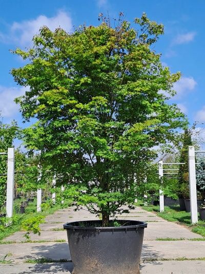 Fächer-Ahorn / Japanischer Ahorn  / Fächer-Ahorn / Japanischer Ahorn 