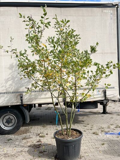 Kupfer-Felsenbirne 250 - 275 cm Schirmform - Amelanchier lamarckii (1577317)