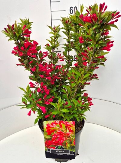 Weigelie (Weigela) mit roten Blüten im Topf, Sorte „Candida“, 60–80 cm, C5