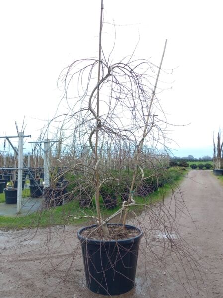 Fächerahorn/Japanischer Ahorn Acer palmatum 'Emerald Lace', 200–250 cm, im Container C130, mehrstämmig mit hängenden Zweigen.