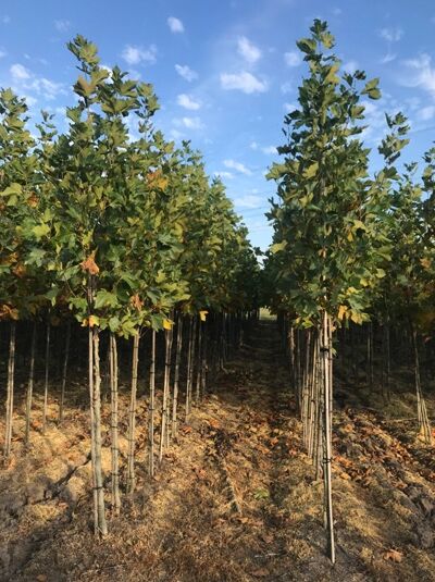 Platanus hispanica / Ahornblättrige Platane, Hochstamm 12-14 StU, mit Drahtballen, junge Bäume in Reihe auf Feld