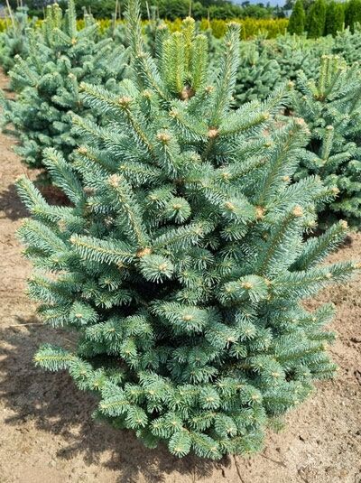 Abies lasiocarpa 'Compacta' Zwerg-Korktanne 'Compacta' 80-100 cm m. B., kompakter Nadelstrauch mit blaugrünen Nadeln.