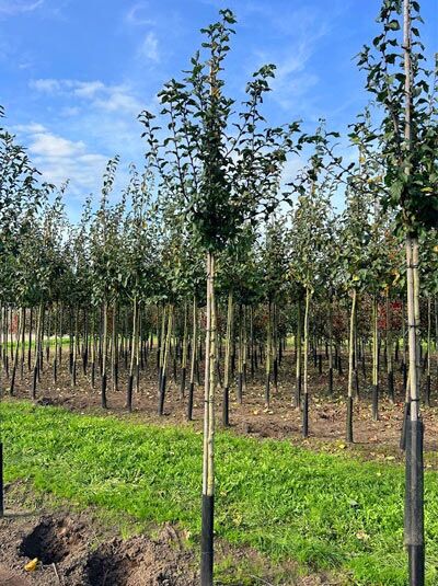 Mespilus germanica 'Westerveld' / Deutsche Mispel 'Westerveld' Hochstamm als junger Baum im Feld, mit Stamm und belaubter Krone.