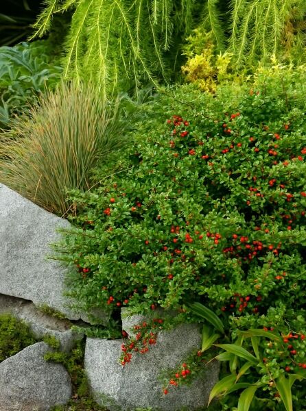 Zwerg-Berberitze 'Kobold' (Berberis thunbergii 'Kobold') als kompakter Strauch mit grünen Blättern und roten Beeren.