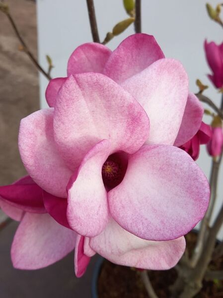 Magnolie 'Starburst' ® / Magnolia 'Starburst' ®