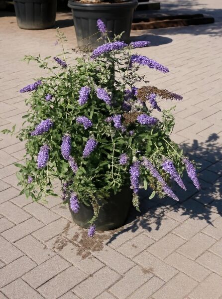 Sommerflieder Buddleja 'Blue Chip'®, 40-50 cm C10, im Topf mit grünen Blättern und violetten Blütenrispen.