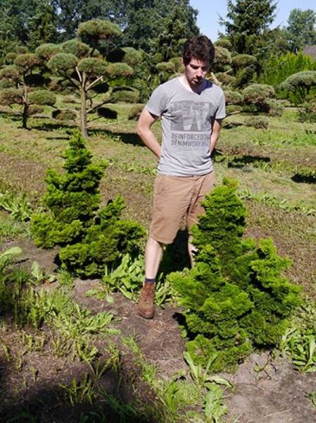 Zwerg-Muschelzypresse (Chamaecyparis obtusa) 'Nana Gracilis' 80-100 cm m. Db., immergrüner Nadelstrauch im Beet